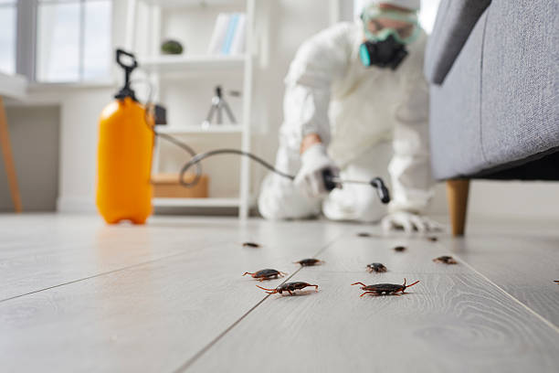 Post-Treatment Bed Bug Interceptor Monitoring in King